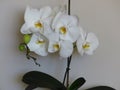 White gorgeous bloom of Phalaenopsis, Ã¢â¬Åmoth orchidsÃ¢â¬Â. Beautiful exotic flowers indoor plants.